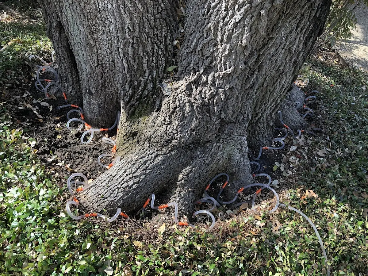 Detailed Shrub and Hedge Trimming job site in Mason