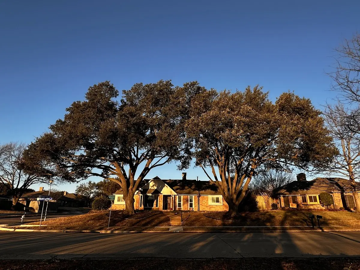 Established residential canopy tree shading a home in Mason